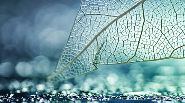 Picture of a translucent leaf